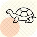 Tortue Sulcata Sulcatatortoise Reptile Icône