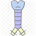 Trachea Lineal Color Icon Icon