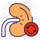 Trasplante De Rinon Rinon Organo Icono