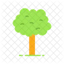 Tree  Icon