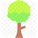 Tree  Icon