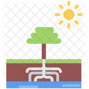 Tree  Icon