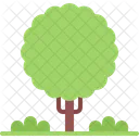 Tree  Icon