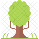 Tree  Icon