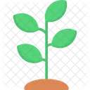 Tree Agronomy Growth Icon