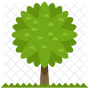 Tree Forest Icon