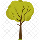 Tree  Icon