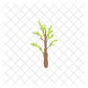 Tree Nature Plant Icon