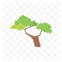 Tree Nature Plant Icon