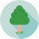 Tree  Icon