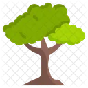 Trees  Icon