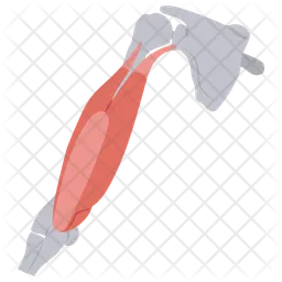 Triceps muscle  Icon