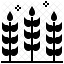 Trigo Cereais Sementes Ícone