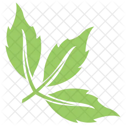 Tripartite Leaf  Icon