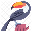 Tucan Toco Toco Tucan Toco Icono