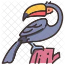 Tucan Toco Toco Tucan Toco Icono