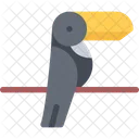 Tucan Pajaro Icono