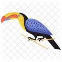 Tucan Ramphastidae Sulfuratus Icono