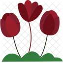 Tuilps Flower Tulips Flower Tulip Bloom Icon