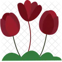 Tuilps Flower Tulips Flower Tulip Bloom Icon