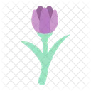 Tulip Flower Bottanical Icon