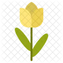 Tulipfields Symbolism Floralarrangement Icon