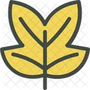 Tulipifera  Icon