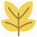 Tulipifera  Icon