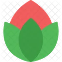 Tulpe Blume Rose Symbol