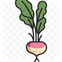 순무 채식주의자 유기농 아이콘