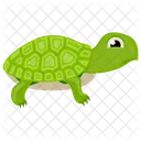 Turtle Pirate Turtle Cartoon Turtle Icon