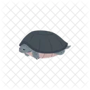 Cute Sea Turtle Icon