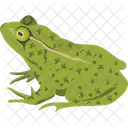 Turtle Animal Frog Icon