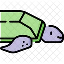 Turtle  Icône