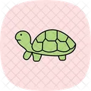Turtle Pet Reptile Icon