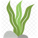 Ulva Lactuca Plant Ocean Icon