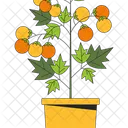 Unripe Tomatos In Pot Potted Tomatos Veggies Plant Icono