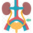 Ureter  Icon