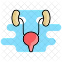 Ureters Icon