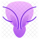 Urethra Testicles Gonads Icon