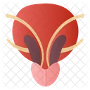 Urethra  Icon