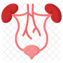 Urinary System Organs Icon