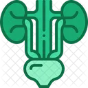Urinary Bladder Kidney Icon