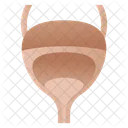 Urinary Bladder  Icon