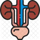 Urinary Bladder Kidney Icon