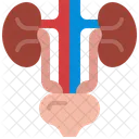 Urinary  Icon