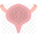 Urinary Bladder Urethral Icon