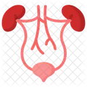 Urinary System Organs Icône