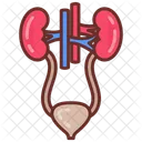 Urinary System Kidney Bladder Icon