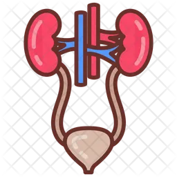 Urinary system  Icon